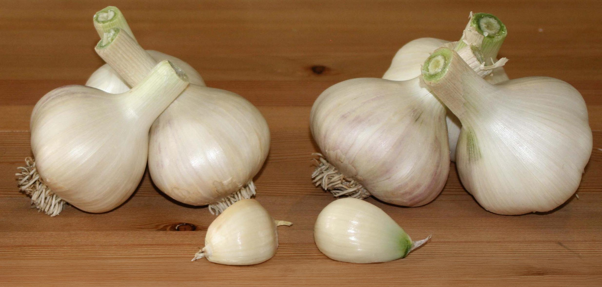 garlic_bulb_sizes