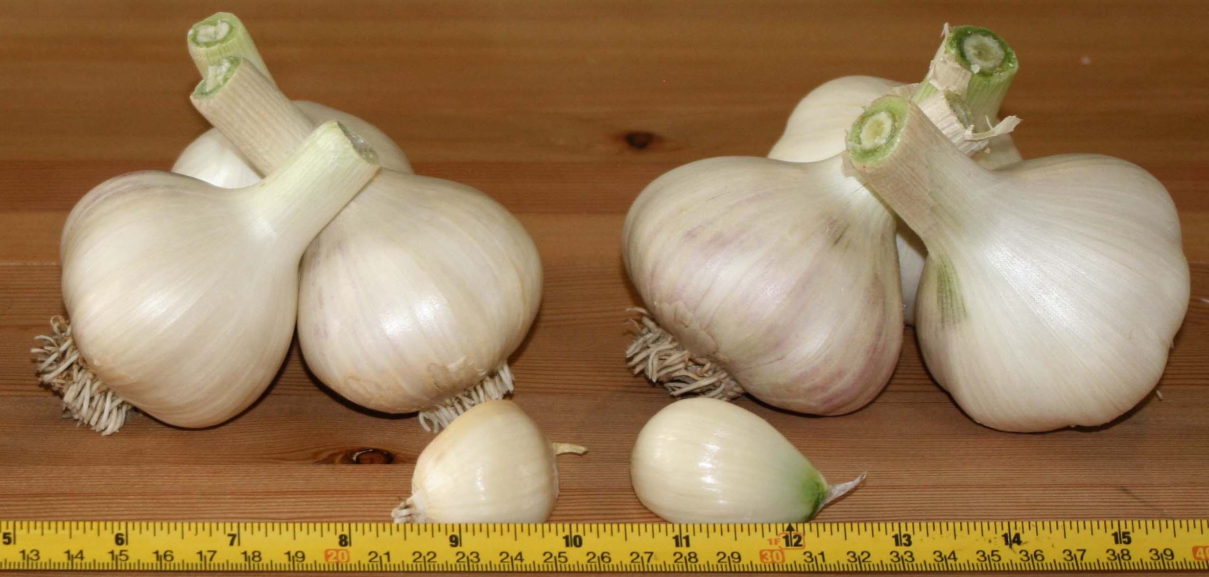 garlic_bulbs with ruler